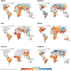 The impacts from climate change on global crop yields differ substantially by region depending on 1) how warm the region is now, 2) how much rain they can expect, and 3) the degree to which farmers have already started adapting. Credit: University of Chicago/Nature