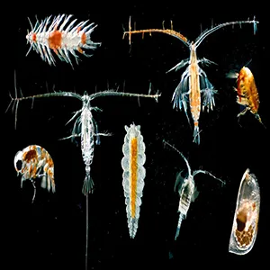 Zooplankton from the eastern CCZ. (Photo credit: Goetze, Ellis, Cazares)