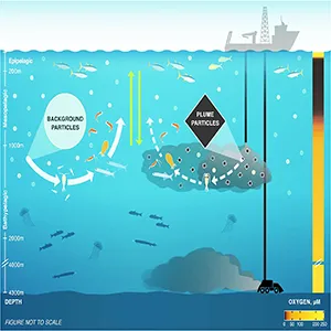 Illustration summary of mining waste impact on the midwater food web. Credit: Nature Communications/Amanda Merrit (graphic artist)