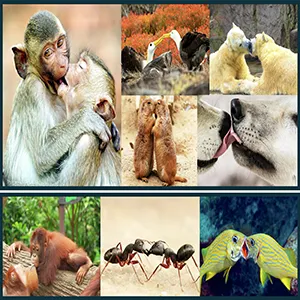 Kissing can be observed across the animal kingdom. This presents an evolutionary puzzle, since the fitness benefits of kissing are unclear. Credit: Journal of Evolution and Human Behavior