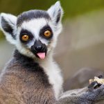 Saliva evolved in primates to fit their diets and lifestyles