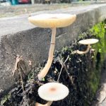City fungi are evolving to survive the heat - and possibly infect humans