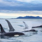 West Coast killer whales have two distinct groups that don’t mix