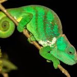 Island reptiles are going extinct before we even knew they existed