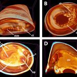 New deep-sea limpet species, Pectinodonta nautilus, reveals big secrets of the deep ocean. Credit: Paula Rodríguez-Flores