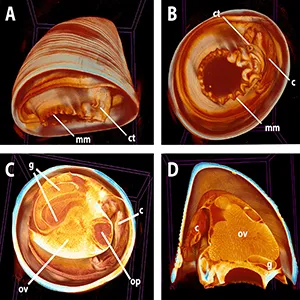 External anatomy (A,B) and digital section to visualize internal anatomy (C,D) of Pectinodonta nautilus. Credit: Paula Rodríguez-Flores