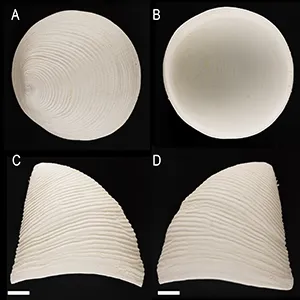 External morphology of Pectinodonta nautilus's shell from various angles. Credit: Paula Rodríguez-Flores