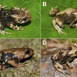 Three new frog species found, Nectophrynoides luhomeroensis, that give birth to fully-formed frogs, skipping the tadpole stage. Credit: Michele Menegon
