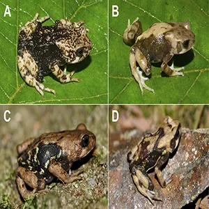 Intraspecific variation within Nectophrynoides luhomeroensis sp. nov. in life. A Adult JVL 1291; B adult JVL 1292; C subadult paratype MTSN 8312; D subadult paratype MTSN 8401. Photographs from Luhomero Mountains, Udzungwa Mountains; A, B by John V. Lyakurwa; C, D by Michele Menegon.