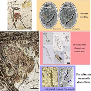 First occurrence of phytoliths in pterosaurs - evidence for herbivory. Credit: Science Bulletin