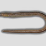Apterichtus kanniyakumari: Scientists identify an eel never before seen in the world off the coast of Colachel