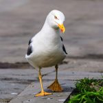 Want gulls to back off? Here's how to talk to them