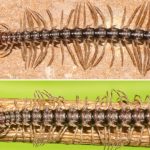 A new species of “dragon” centipede, Desmoxytes group, has been discovered in Thailand, in a cave located in the north of the country