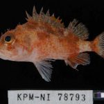 A new poisonous fish with spines and bright orange coloring has been discovered off the coast of Japan