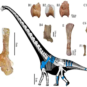 Fossil remains of Tongnanlong zhimingi. (A) Skeletal outlines showing recovered elements in blue color. The skeletal reconstruction is the proportional scaling of Mamenchisaurus youngi with copyright Scott Hartman (2022); (B1-B3) Dorsal vertebrae in lateral view; (B4) dorsal neural spine in posterior view; (C1-C5) Caudal vertebrae in lateral view; (C6) caudal neural spine in lateral view; (C7) chevron in lateral-posterior view; (D) Scapula and coracoid in lateral view; (E) Fibula in anterior view; (F1-F3) Metatarsals in dorsal view; (G1, G2) Claws in lateral view. Credit: Scientific Reports