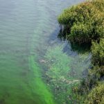 Cyanobacteria’s built-in sunscreen offers clues for resilient crops