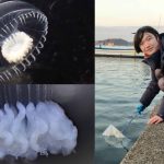 A 13-year-old student discovers a new species of transparent jellyfish, Orchistoma integrale