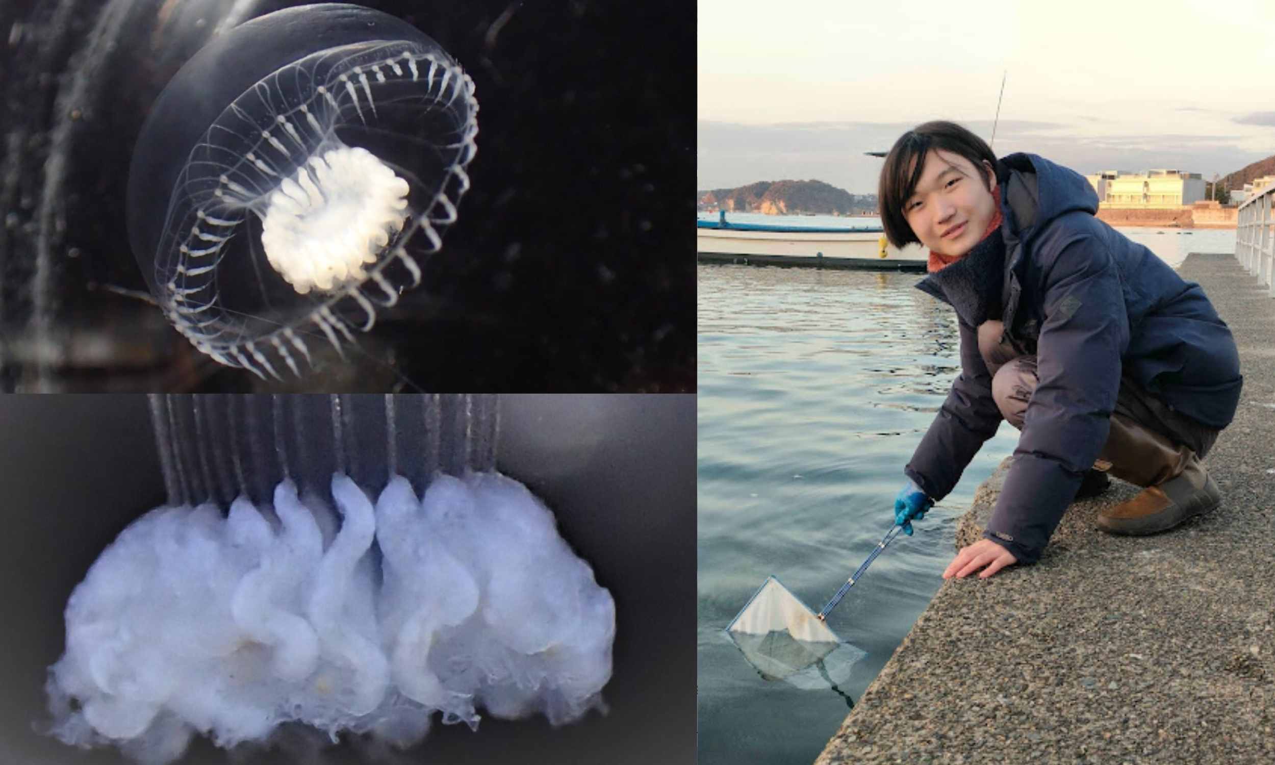 【新品未使用】OHOTORO Jellyfish Swimwear jellyfish swimwear | OHOTORO