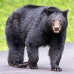 Droughts are escalating conflicts between people and wildlife