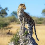 Human disruption has caused the total biomass of wild mammals to plummet by 90 percent