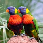 Why the prettiest birds are most likely to be traded