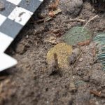The discovery of gold and silver coins hidden in a Polish forest leaves archaeologists speechless