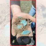 A Polish couple found stones in their field... until they discovered a silver treasure hidden for 350 years