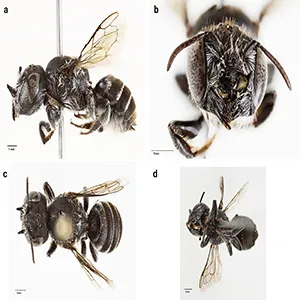 Megachile lucifer sp. nov. female, a lateral view b head, frontal view c dorsal view d ventral view. Credit: Prendergast and Campbell