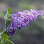 Non-native plants aren’t staying invisible to enemies anymore