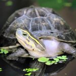 Animals repeatedly used the same genetic trick to move from water to land