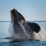 Endangered whales reveal signs of health trouble in their breath