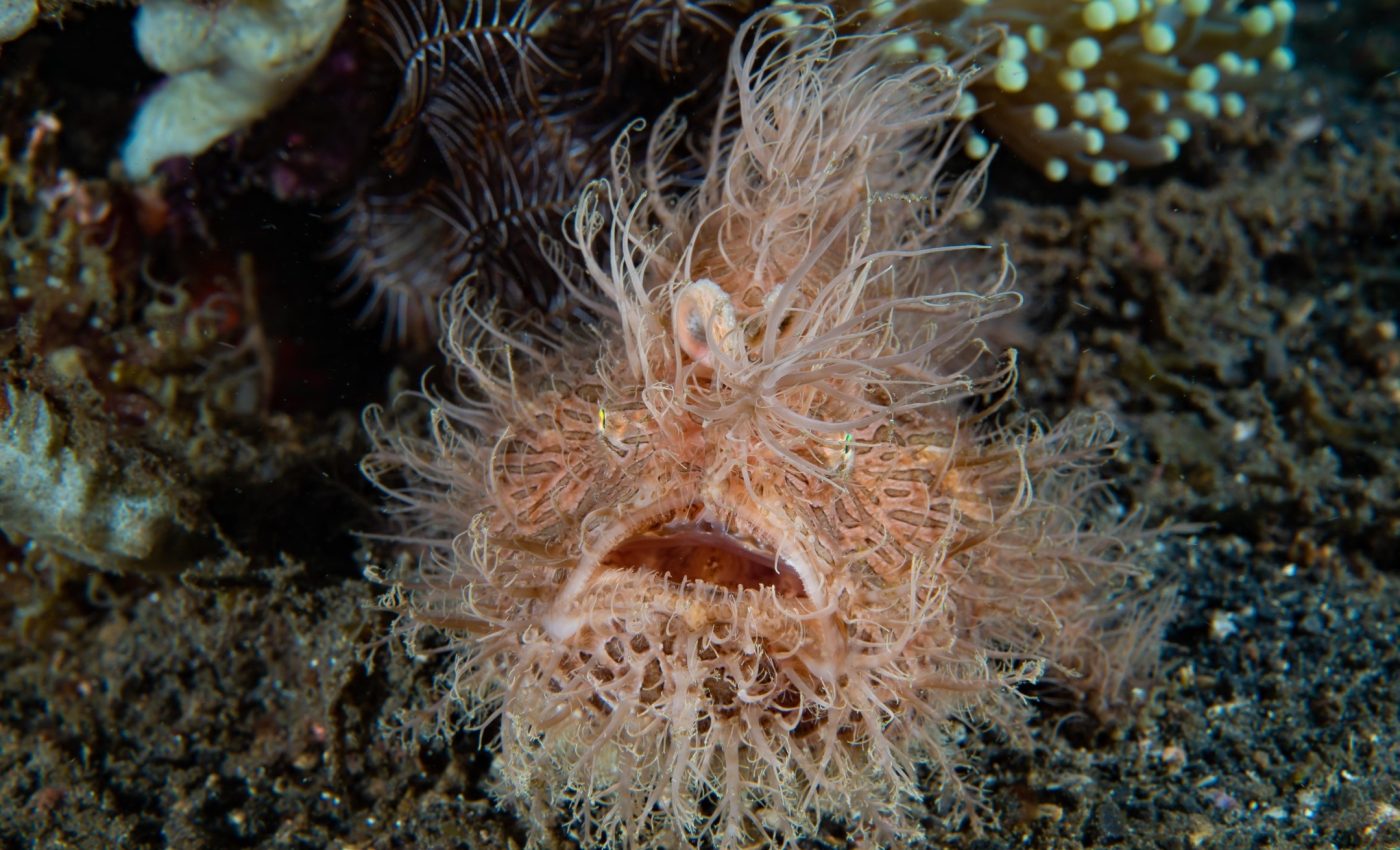 چرا ماهیان اعماق دریا به اشکال عجیب و غریب تکامل می‌یابند؟