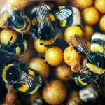 Scientists teach bumblebees to read 'Morse code' and tell time in a remarkable new study