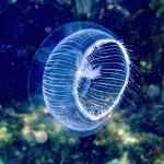 Which animal really came first? The debate may finally be settled