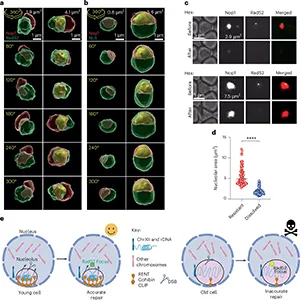 Model of the nucleus with compact nucleolus (pink) shows how ribosomal DNA (rDNA) is correctly repaired when cells are young. In old cells with enlarged nucleolus, however, rDNA repair is inaccurate leading to faster cell death. Credit: Tyler Lab/Nature Aging/Cornell