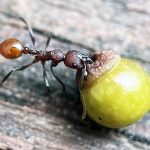 Young boy's discovery in his backyard watching ants, wasps, and galls, literally changed science forever. Credit: PSU