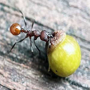 An ant holds an oak gall containing wasp larvae. Researchers discovered an elaborate relationship among ants, wasps and oak trees. Credit: Andrew Deans, Penn State