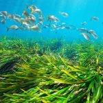 Pioneering project is launched to replant seagrass meadows, helping the ocean breathe