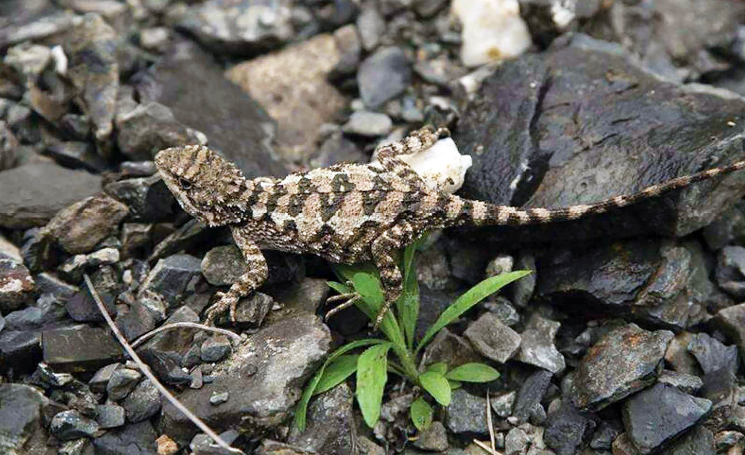 Scientists discover a new small lizard species with a wheat-colored tongue