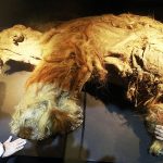Scientists recover the oldest RNA ever found in a woolly mammoth. Credit: Pichi Chuang/Science Journal