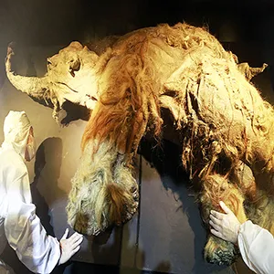 Scientists examine the mummified remains of a 39,000-year-old mammoth nicknamed Yuka, whose tissue yielded ancient RNA in a new study. Credit: Pichi Chuang/Science Journal
