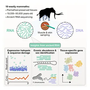 Graphic illustration explains how RNA was recovered from 10 woolly mammoths. Credit: Cell Journal