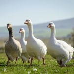 Bird flu has picked up speed - and may no longer be containable