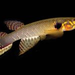 Unique fish species, Moema claudiae, reappears after vanishing for two decades