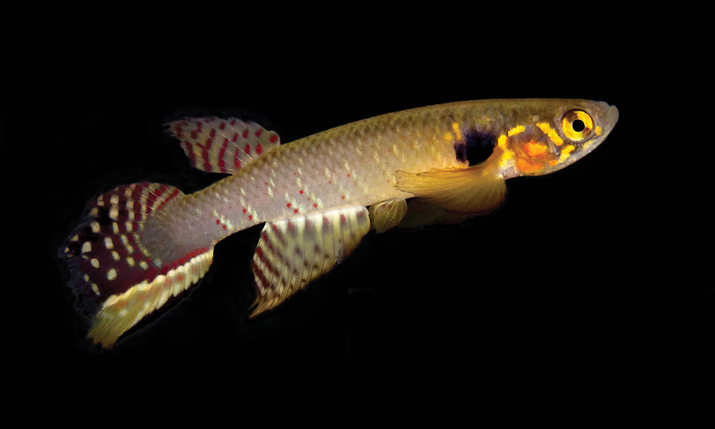 Unique fish species reappears after vanishing for two decades