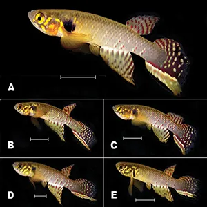 Color pattern variations in males of Moema claudiae (MNKP-16795), one day after collection. Credit: Nature Conservation
