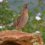A quail equipped with GPS surprises scientists by flying more than 1,400 miles from Spain to Germany in just a few days