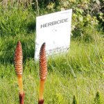 Goodbye to toxic pesticides: scientists discover a walnut compound capable of eliminating weeds without the need for chemical herbicides