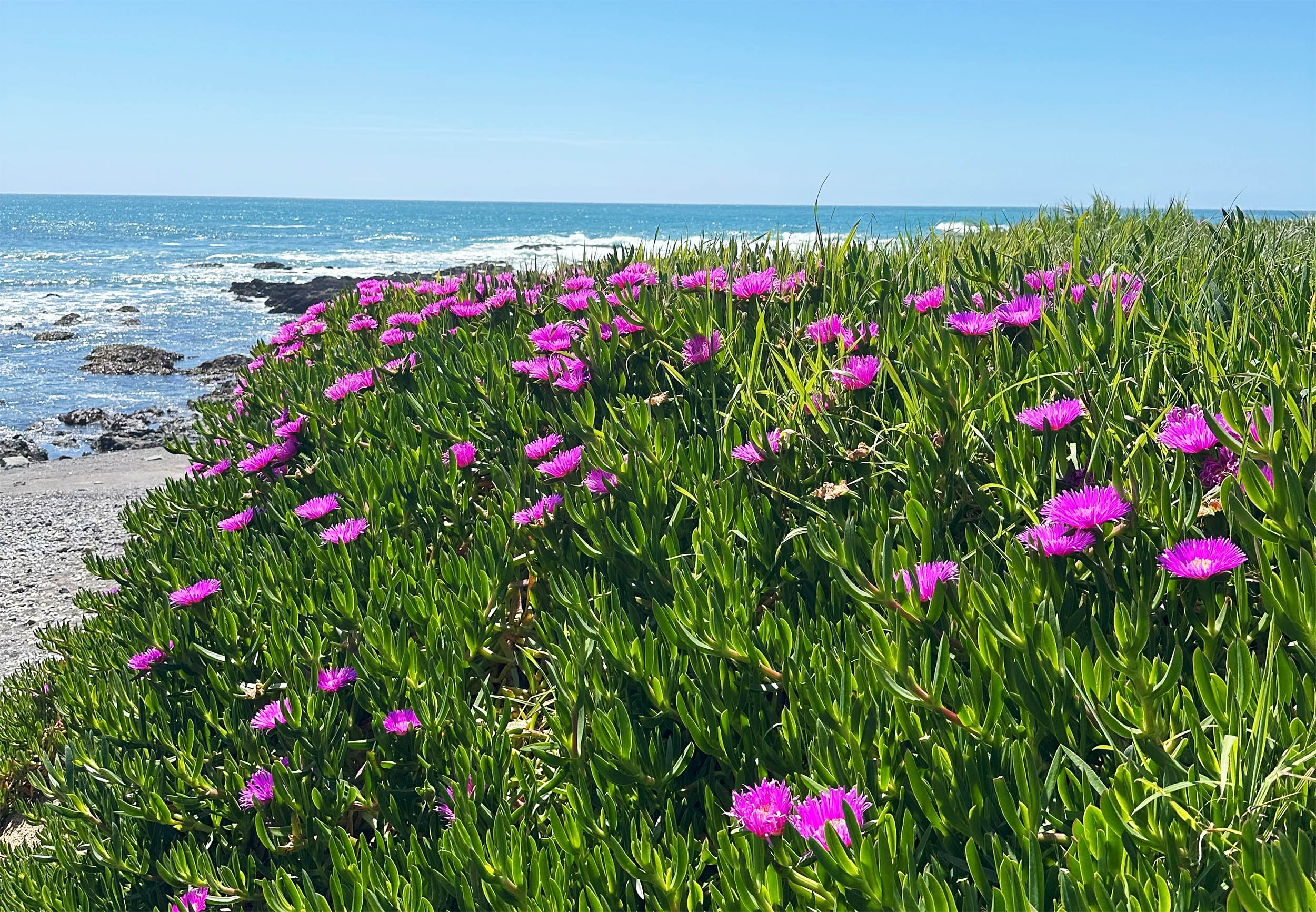 These beautiful flowers have become very destructive ecological invaders - Earth.com image