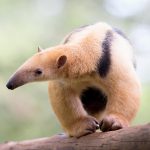 World Anteater Day: Protecting the balance of nature